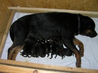 /album/a2/s-mamkou-jpg/